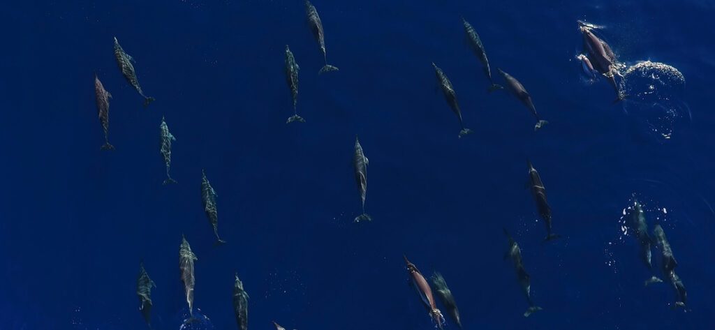 Aerial view of a large pod of dolphins swimming in dark blue water
